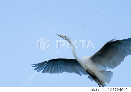 大きな羽を広げて空を飛ぶ白鷺 127764642