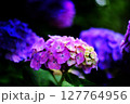 梅雨に咲く紫陽花 127764956