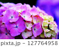 紫陽花クローズアップ 127764958