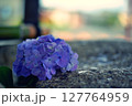 手水舎と紫陽花 127764959
