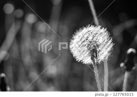 A close-up of a dandelion shows its delicate seeds ready to disperse 127765015
