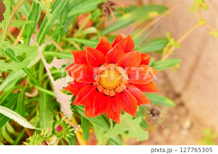 赤いガザニアの花 イスタンブール トルコ 2 赤いガザニアの花 イスタンブール トルコ 2 127765305