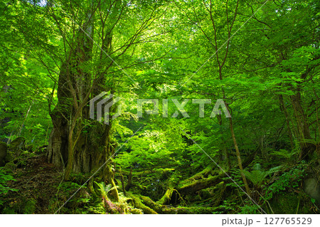 栃木県那須塩原市　スッカン沢に佇む大木 127765529