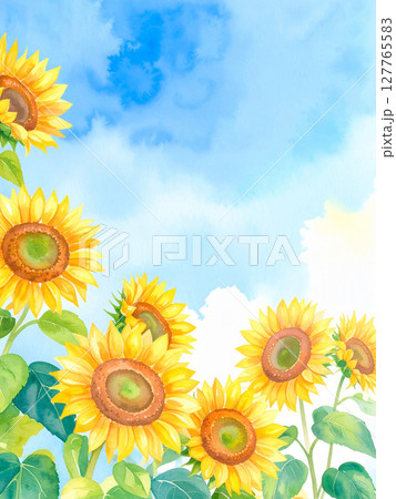 向日葵と青空 向日葵と青空 127765583