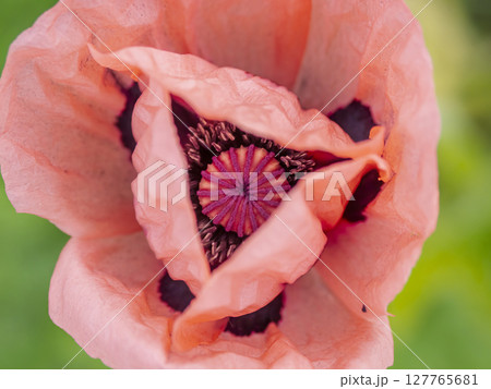 Close-Up of a Blooming Pink Poppy Flower with a Soft Focus Background Close-Up of a Blooming Pink Poppy Flower with a Soft Focus Background 127765681