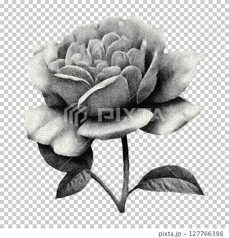 Vintage Rose Illustration In Stipple Engraving. Illustration Isolated On Transparent Background 127766398