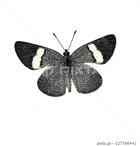 Vintage Butterfly Illustration. Retro Black And White Engraving Illustration Isolated On Transparent Background 127766442