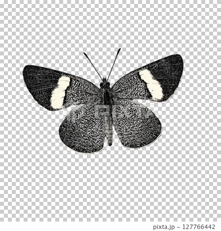 Vintage Butterfly Illustration. Retro Black And White Engraving Illustration Isolated On Transparent Background 127766442