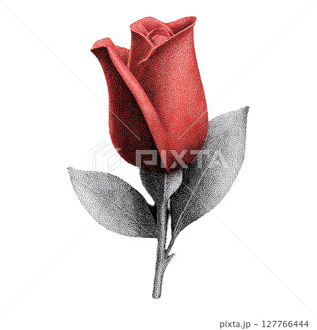 Vintage Red Rose Illustration. Retro Botanical Illustration With Stippled Texture Isolated On Transparent Background 127766444