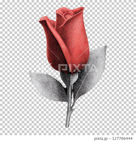Vintage Red Rose Illustration. Retro Botanical Illustration With Stippled Texture Isolated On Transparent Background 127766444
