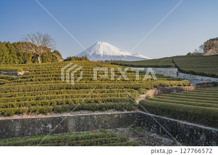富士市の大淵笹場の風景(静岡県) 127766572