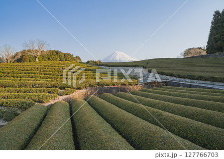 富士市の大淵笹場の風景(静岡県) 富士市の大淵笹場の風景(静岡県) 127766703