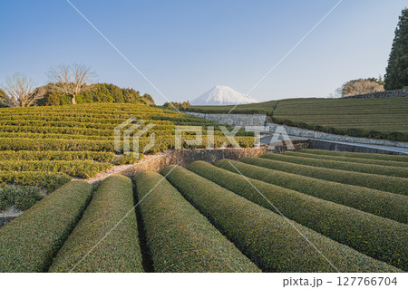 富士市の大淵笹場の風景(静岡県) 127766704