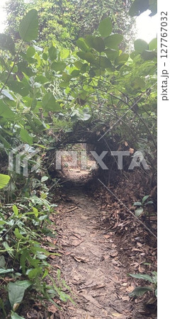 静寂に包まれる山- 秘密の散歩道に木漏れ日のトンネル  127767032