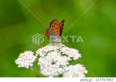 ベニシジミ 127767063