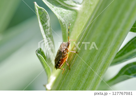 クサギカメムシ 127767081