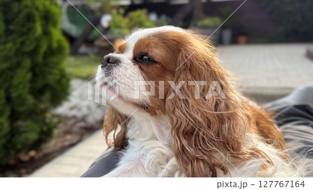 Cute Cute 127767164