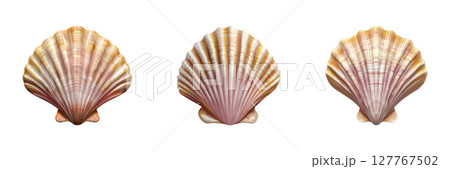 Seashell Trio Set. Coastal Decor And Marine Life Collection Isolated On Transparent Background Seashell Trio Set. Coastal Decor And Marine Life Collection Isolated On Transparent Background 127767502