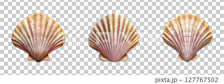 Seashell Trio Set. Coastal Decor And Marine Life Collection Isolated On Transparent Background Seashell Trio Set. Coastal Decor And Marine Life Collection Isolated On Transparent Background 127767502
