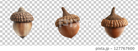 Acorn Trio Set. Nature And Botanical Study Collection Isolated On Transparent Background 127767600