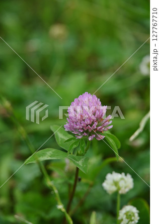 ムラサキツメクサ 127767710