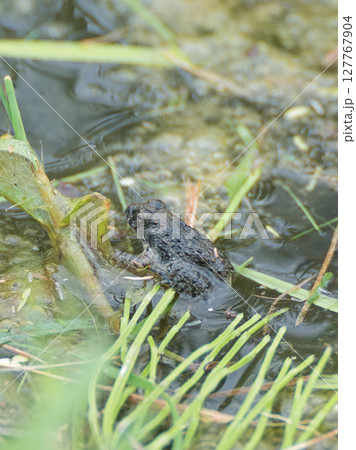 田んぼのヌマガエル 127767904