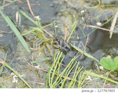 田んぼのヌマガエル 127767905