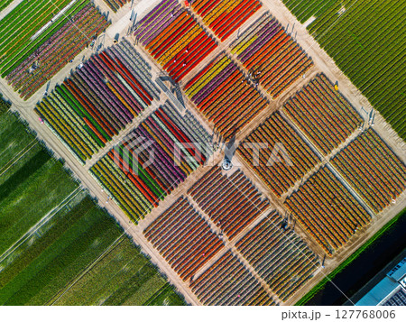 Aerial footage of a vibrant flower farm with colorful tulip rows, greenhouses, parking lots, and surrounding agricultural fields, set in a wide Dutch countryside landscape. Aerial footage of a vibrant flower farm with colorful tulip rows, greenhouses, parking lots, and surrounding agricultural fields, set in a wide Dutch countryside landscape. 127768006