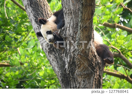 木登りジャイアントパンダ 127768041