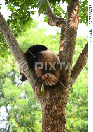 木登りジャイアントパンダ 木登りジャイアントパンダ 127768057
