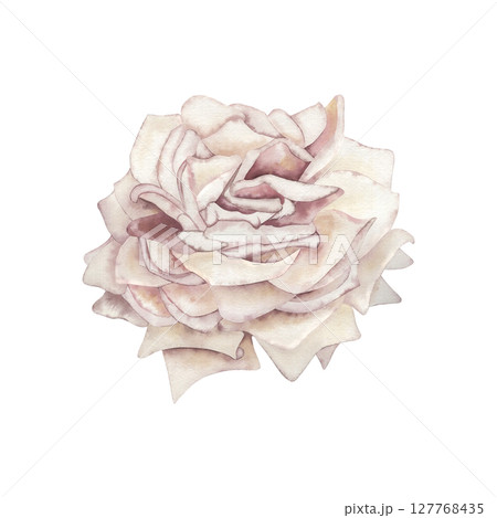 The rose is a light pastel pale pink color. The watercolor illustration with a fluffy flower bud is hand-drawn in a botanical style. For the design of wedding printing, postcards, and beauty packaging 127768435