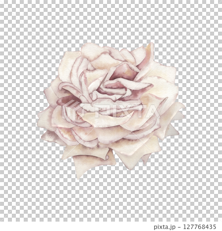 The rose is a light pastel pale pink color. The watercolor illustration with a fluffy flower bud is hand-drawn in a botanical style. For the design of wedding printing, postcards, and beauty packaging 127768435