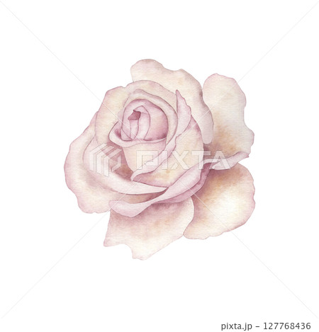 An open rosebud in a pastel pale pink color. Watercolor illustration of a light pink beige flower, hand-painted in a botanical style. For wedding design, postcards, and beauty packaging, textile 127768436