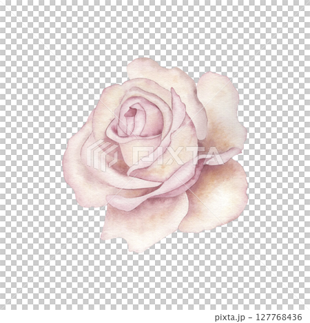 An open rosebud in a pastel pale pink color. Watercolor illustration of a light pink beige flower, hand-painted in a botanical style. For wedding design, postcards, and beauty packaging, textile 127768436