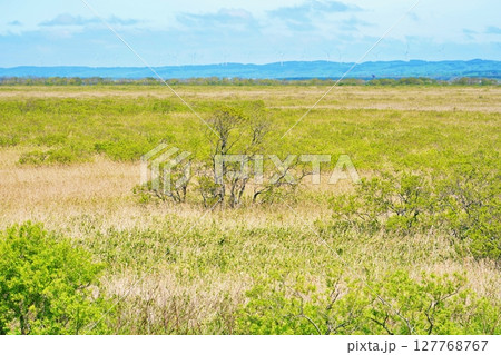 北海道 サロベツ原野の風景 北海道 サロベツ原野の風景 127768767