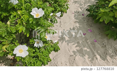 White beach roses blooming on green bushes next to a sandy path under sunlight and leafy shadows. Concept of coastal beauty, nature's resilience, summer relaxation and wild seaside flora 127768810