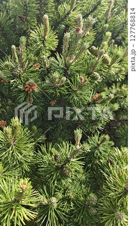 CClose-up view of pine tree needles and young cones in bright natural sunlight. Concept of evergreen life, resilience, forest freshness and natural texture CClose-up view of pine tree needles and young cones in bright natural sunlight. Concept of evergreen life, resilience, forest freshness and natural texture 127768814