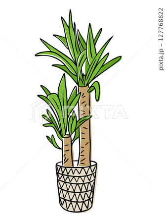Indoor potted palm plant with long green leaves and textured stems in hand drawn style Indoor potted palm plant with long green leaves and textured stems in hand drawn style 127768822
