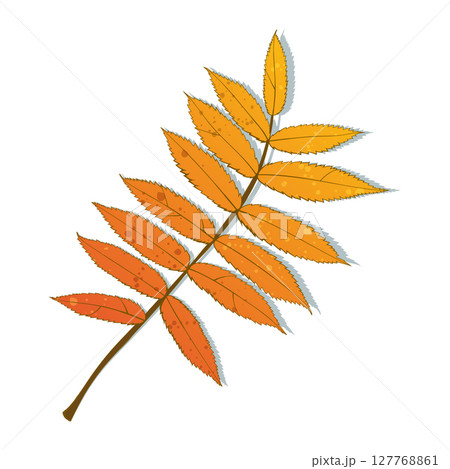 Hand-drawn autumn colored rowan leaves isolated on white background. Flat line style vector illustration. 127768861