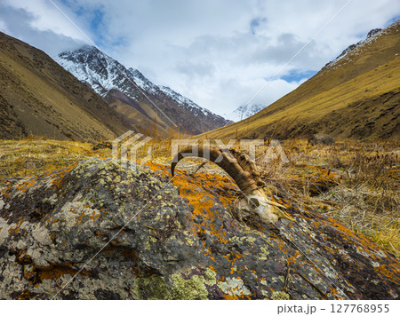 Serene sheep skull resting on rock in mountainous Kyrgyzstan landscape 127768955