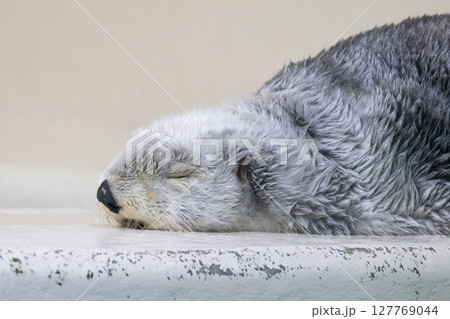 目をつぶるラッコ 127769044