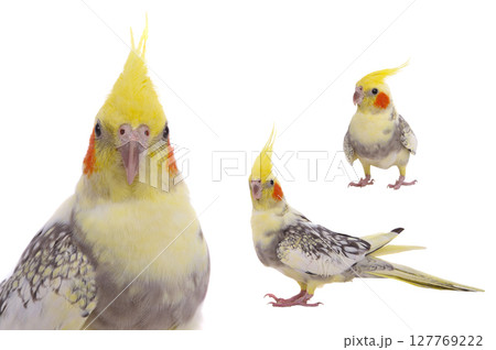 three cockatiel parrot isolated on a white background three cockatiel parrot isolated on a white background 127769222