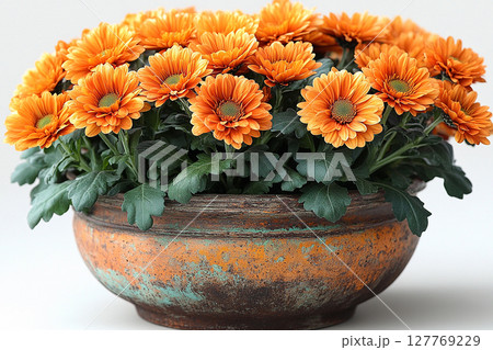 Ceramic vase. Close-up. Chrysanthemums plant with orange flowers on a white background. Ceramic vase. Close-up. Chrysanthemums plant with orange flowers on a white background. 127769229