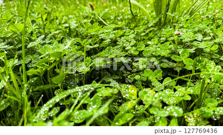 Dew covered clover leaves in a lush green meadow Dew covered clover leaves in a lush green meadow 127769436