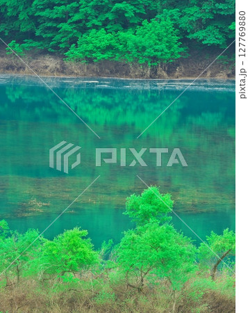 新緑の秋田県秋扇湖　水鏡の水没林 127769880