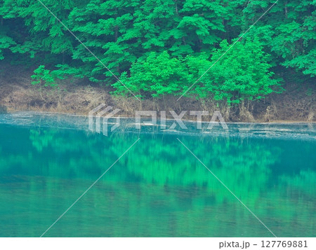 新緑の秋田県秋扇湖　水鏡の水没林 127769881