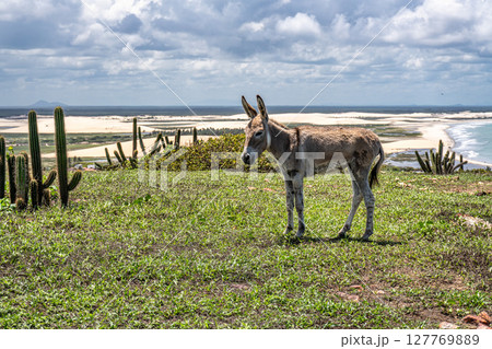 Serrote de Jericoacoara trail along the coast and beaches from Jericoacoara to Pedra Furada in Ceara State of Brazil Serrote de Jericoacoara trail along the coast and beaches from Jericoacoara to Pedra Furada in Ceara State of Brazil 127769889