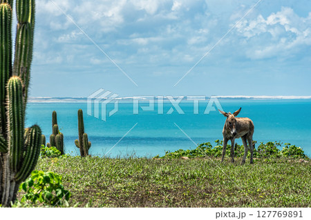 Serrote de Jericoacoara trail along the coast and beaches from Jericoacoara to Pedra Furada in Ceara State of Brazil Serrote de Jericoacoara trail along the coast and beaches from Jericoacoara to Pedra Furada in Ceara State of Brazil 127769891