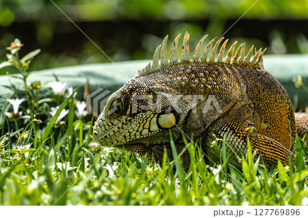 The Green Iguana is a large species of lizard native to Central and South America. The Green Iguana is a large species of lizard native to Central and South America. 127769896