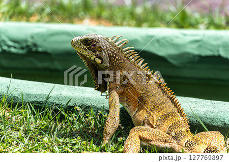 The Green Iguana is a large species of lizard native to Central and South America. 127769897
